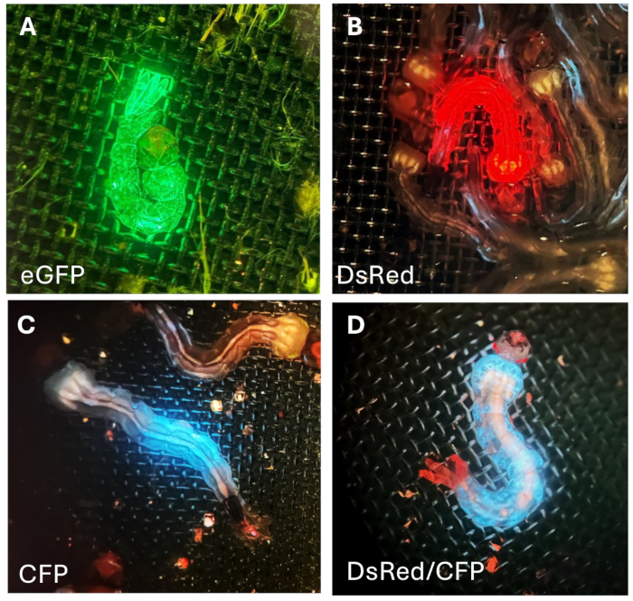 Fluorescent protein expression under different wavelengths; eGFP, DsRed, CFP; microscopy images.