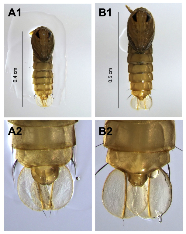 Larvae morphology comparison; A1, B1 full view, A2, B2 close-up; scale bars indicate size variation.