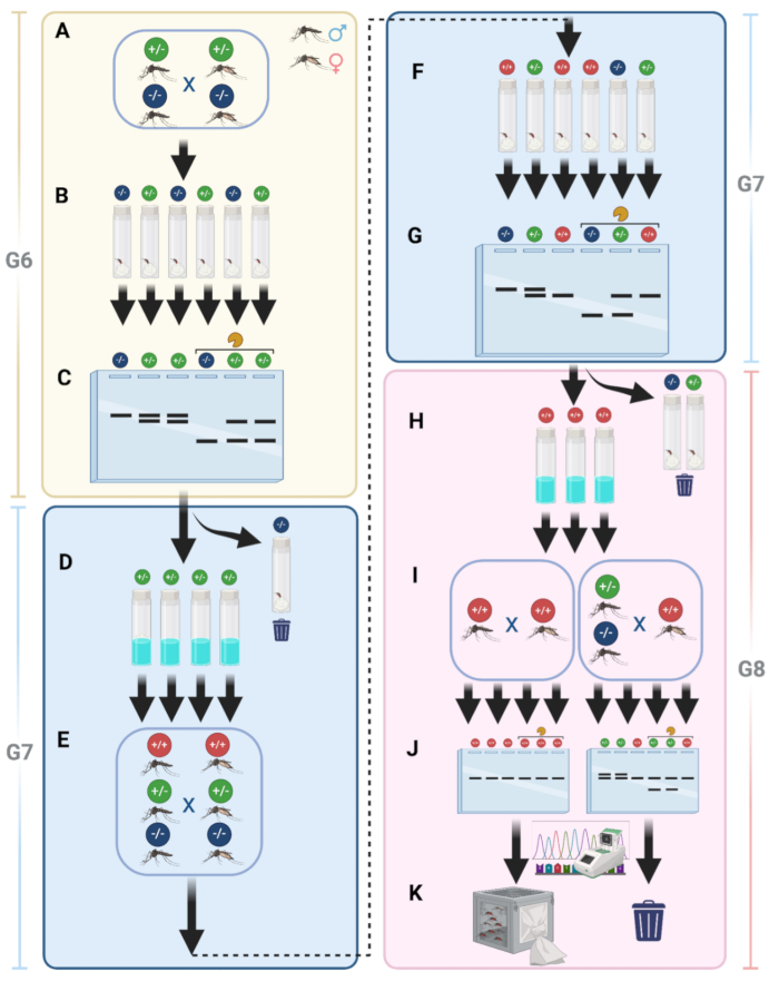 Gene editing process with Drosophila; diagram shows genetic crosses, gel electrophoresis, and analysis.