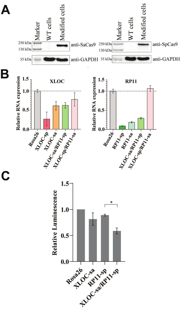SDS-PAGE and Western blot analysis for protein expression; bar charts show RNA, luminescence data.