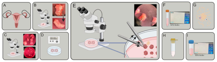Microsurgery techniques in reproductive anatomy: microscope views, tissue samples, analysis setup.