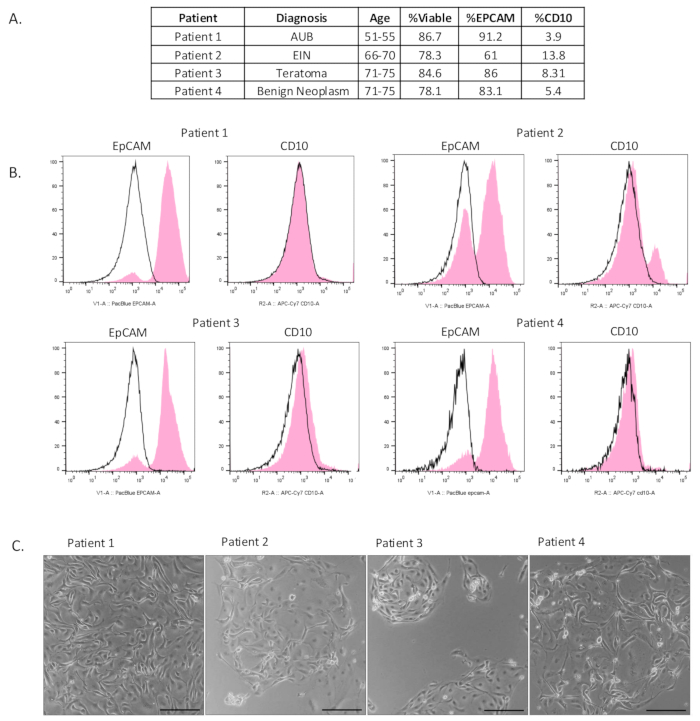 Patient cell viability, EpCAM, CD10 flow cytometry graphs, microscopy. Analysis of cell markers.