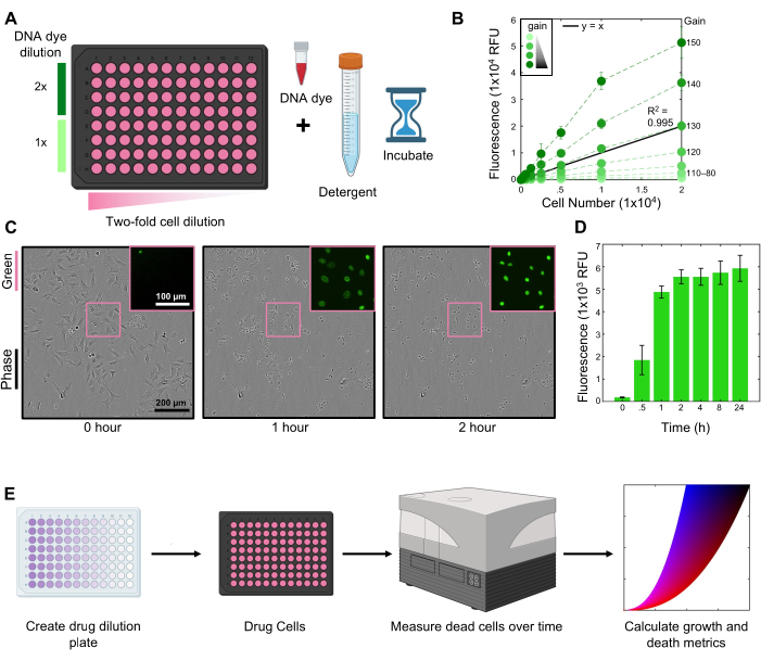 Two-fold cell dilution assay; fluorescence vs. cell number graph; drug testing workflow; fluorescence microscopy analysis.