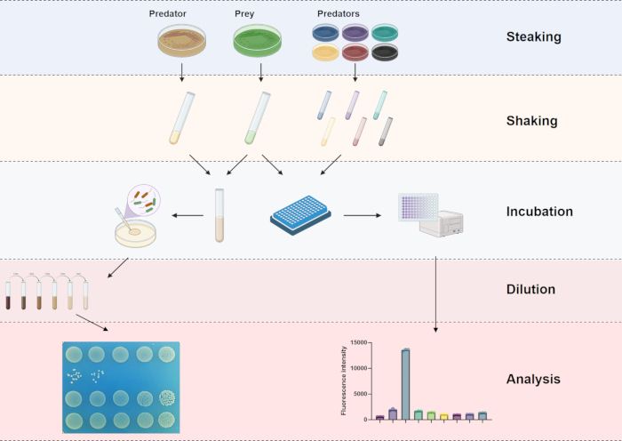 figure-results-1 Predator-prey microbial interaction diagram; includes streaking, shaking, incubation, dilution, analysis.