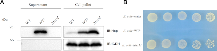 figure-results-2 Protein expression analysis; Western blot and bacterial growth assay results; E. coli strains comparison.