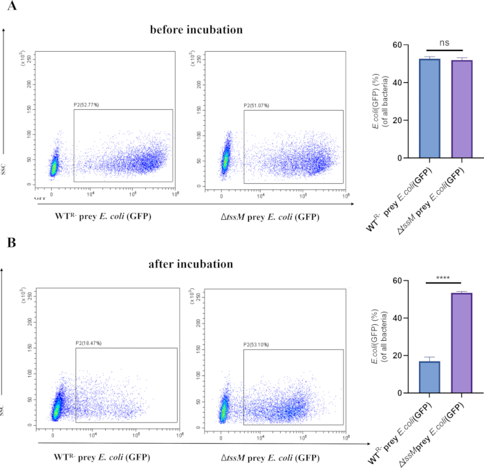 figure-results-5 Flow cytometry analysis of GFP-tagged *E. coli* before and after incubation, showing bacterial interaction.