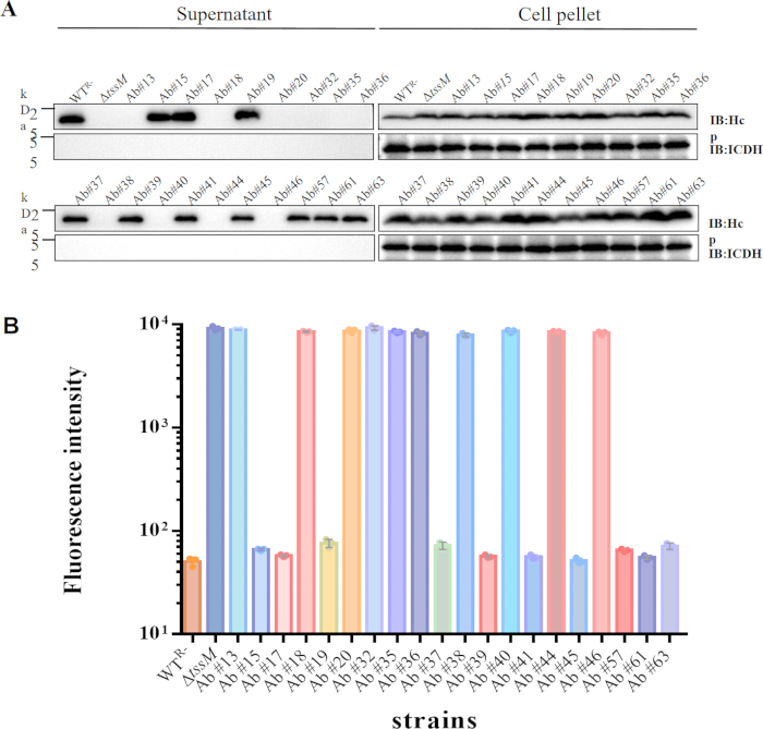 figure-results-6 Protein quantitation; Western blot, fluorescence intensity chart; strain comparison, research analysis.