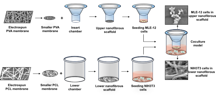 figure-results-1 Nanofibrous scaffold coculture diagram: Electrospun PVA, PCL membranes, MLE-12, NIH3T3 cell seeding.