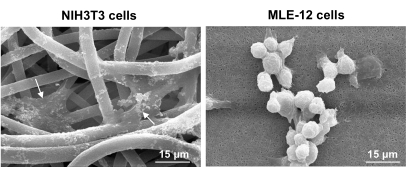 figure-results-4 NIH3T3, MLE-12 cells SEM images; cell morphology comparison at 15 μm scale, biological research.