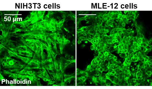 figure-results-5 NIH3T3 MLE-12 cell comparison, phalloidin stain microscopy, cellular structure analysis.
