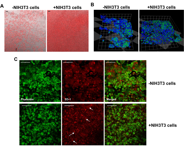 figure-results-6 Cell analysis comparison; microscopy images, 3D projections of NIH3T3 cells, phalloidin, ZO-1 markers.