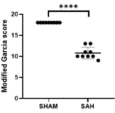 Graph comparing Modified Garcia score between SHAM and SAH groups, showing statistical significance.