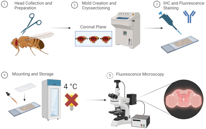 Drosophila brain study process; cryosectioning, IHC staining; fluorescence microscopy steps diagram.