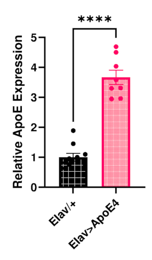 Bar graph of relative ApoE expression, Elav/+ vs Elav>ApoE4, statistical significance shown.