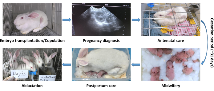 Schemat procesu ciąży u królika: transfer embrionów, diagnostyka ultrasonograficzna, opieka prenatalna i poporodowa.