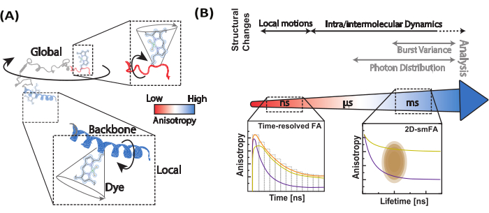 figure-results-18 Fluorescence anisotropy diagram; global/local dynamics, analysis, time-resolved measurements, structural changes.