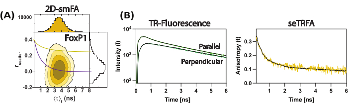 figure-results-22 2D-smFRET, TR-Fluorescence, seTRFA graphs in protein dynamics study showing FoxP1 analysis.