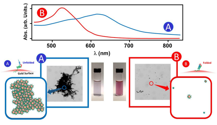 figure-results-2 Absorption vs wavelength, diagram; unfolding/folding, nanostructure microscopy, spectral analysis.