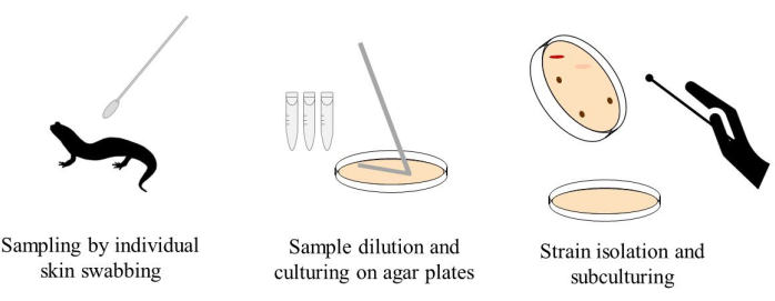 Microbial sampling sequence diagram with swabbing, dilution, agar culturing, and strain isolation.