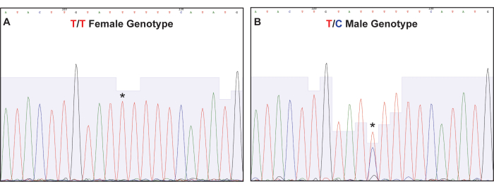 figure-results-2 Genotype analysis chromatograms; T/T female, T/C male; SNP identification; sequencing data.
