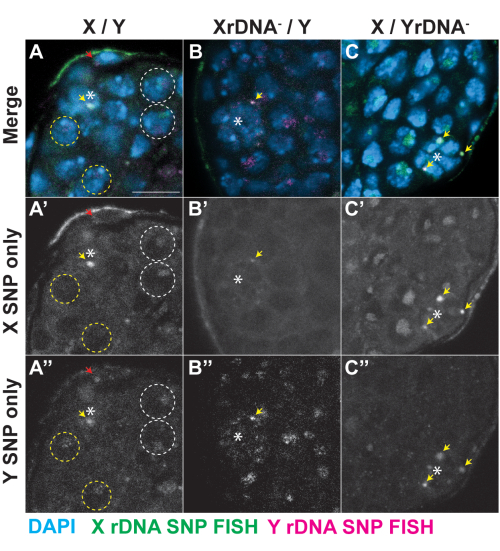 figure-results-3 FISH analysis diagram of X/Y chromosomes; DAPI staining, X/Y SNP visualization in cellular nuclei.