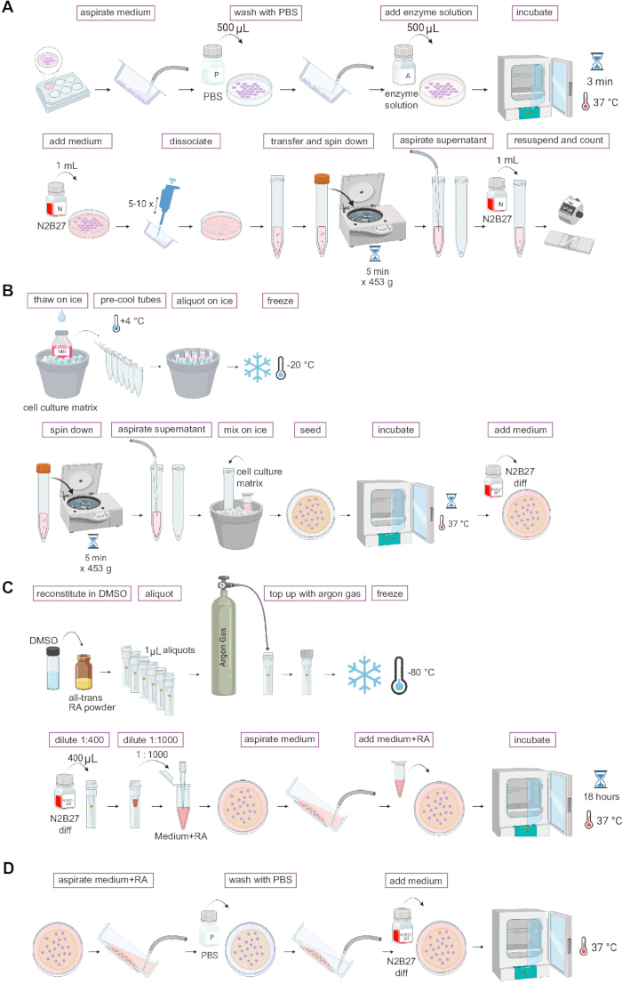 figure-introduction-1 Cell culture preparation process diagram; steps include medium aspiration, PBS wash, incubation.