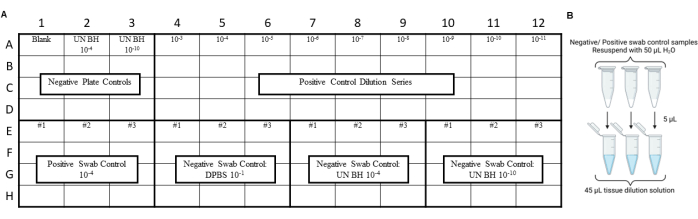 Plate layout for dilution series and control tests, showing sample preparation and swab controls.