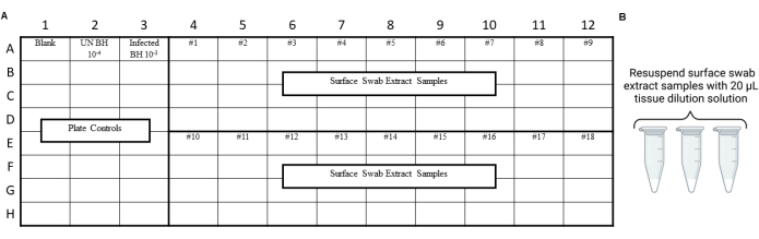 Microbiology experiment plate diagram; surface swab sample layout; resuspension instructions.