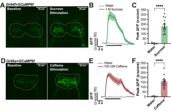 In Vivo Calcium Imaging of Taste-Induced Neural Responses in Adult ...