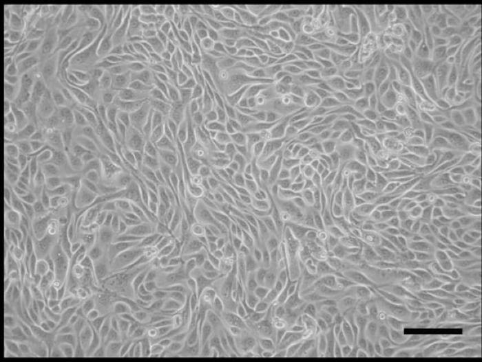 Development of Human Renal Tubular Epithelial Cell Primary Cultures in ...