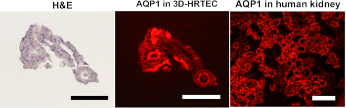 Development of Human Renal Tubular Epithelial Cell Primary Cultures in ...