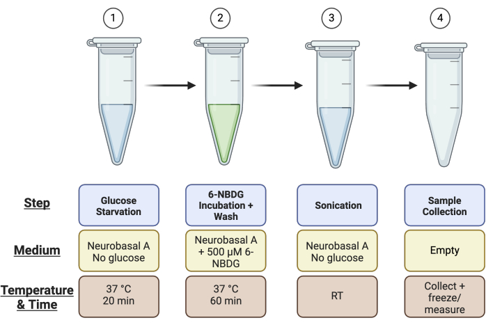 Glucose uptake experiment diagram; shows 6-NBDG incubation, sonication, sample collection steps.