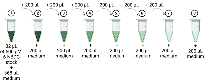 Dilution series diagram, 6-NBDG stock, stepwise medium addition for concentration gradient creation.