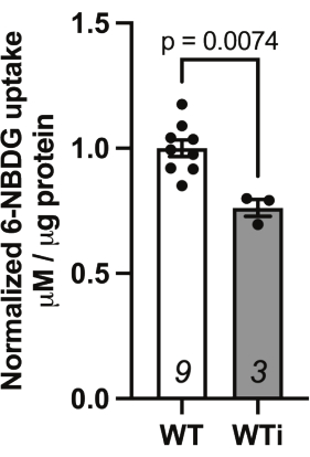 Normalized 6-NBDG uptake bar chart comparing WT vs. WTi with significance p=0.0074.