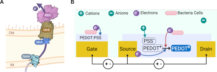 figure-results-1 Bacterial electron transport diagram, PEDOT:PSS setup, gate-source-drain configuration, electron flow.