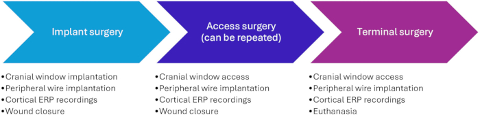 Surgical procedure flowchart: Implant, Access, Terminal; cranial window, ERP recordings, euthanasia.