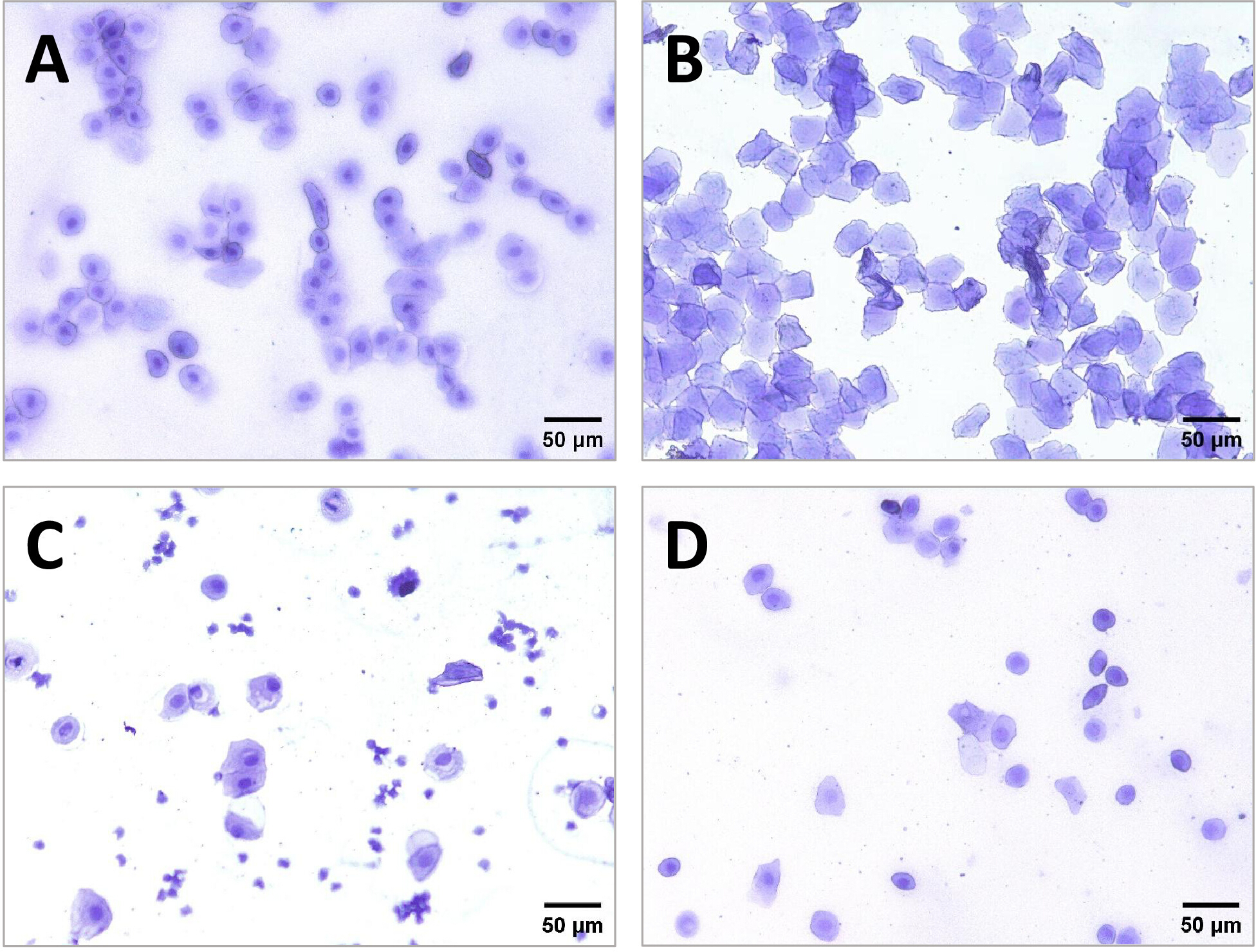 Establishment of a Rat Model for Intrauterine Adhesions via Dual