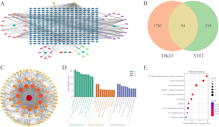 figure-results-4 Network diagram gene interactions, Venn diagram DKD vs YHT, bar chart enrichment analysis, pathway analysis.