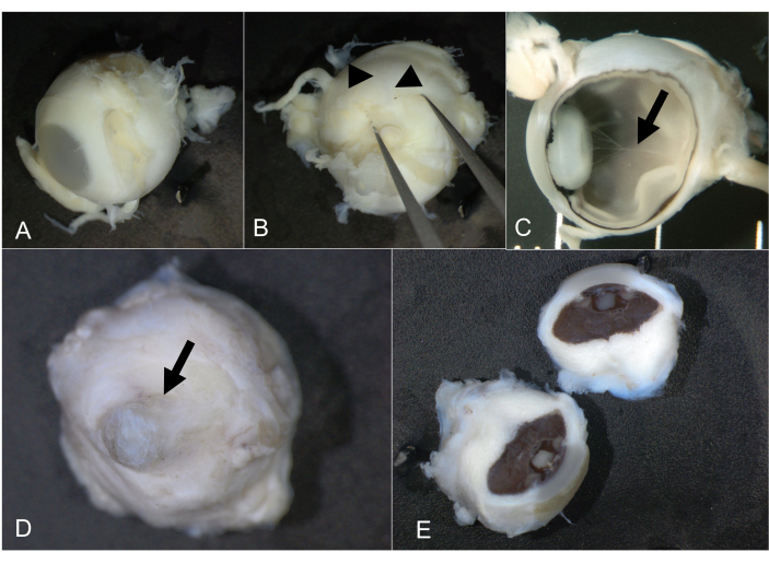 figure-results-7 牛眼球解剖;解剖学研究中的实验过程;特写示意图。