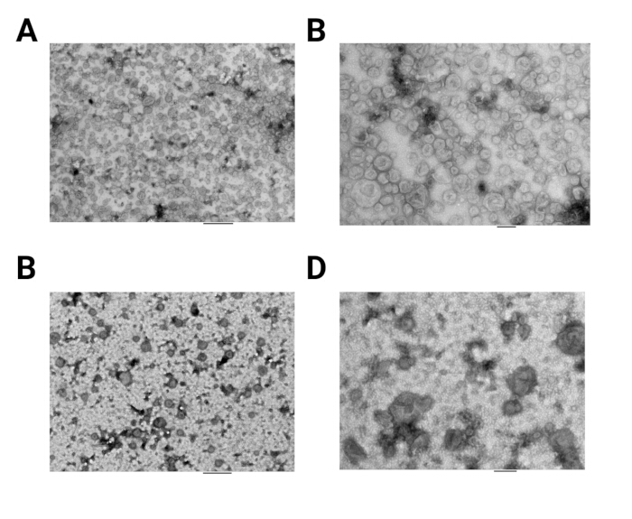 显示纳米颗粒形成、结构分析和实验结果的电子显微镜图像
