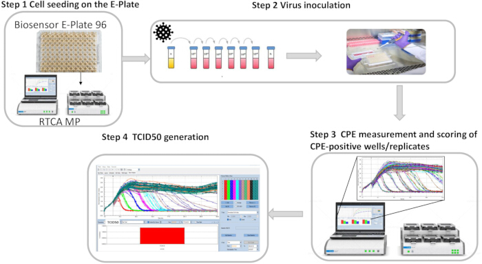 figure-results-1 Cell-based assay procedure: virus inoculation, CPE measurement, TCID50 calculation; analytical results.
