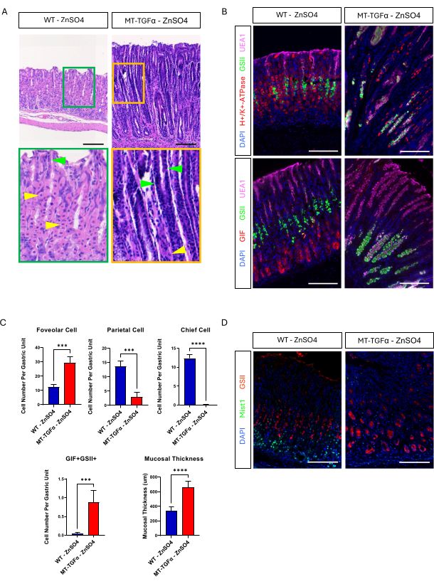 figure-results-3 Histology analysis shows MT-TGFα effects on gastric mucosa with ZnSO4 treatment; includes cell count graphs, immunofluorescence.