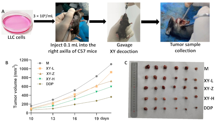 Tumor growth experiment with LLC cells in C57 mice; diagram and growth chart for volume analysis.