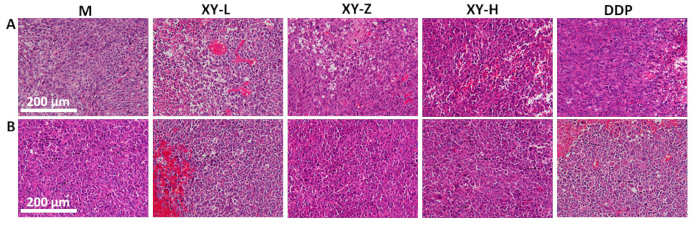 Histological comparison of tissue samples under different treatments, microscopy image detailing cell morphology.