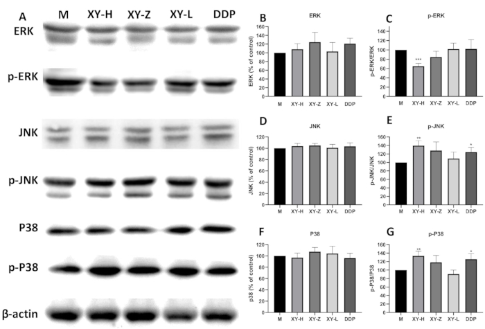 Western blot and bar charts showing ERK, JNK, P38 signaling; protein expression levels analysis.