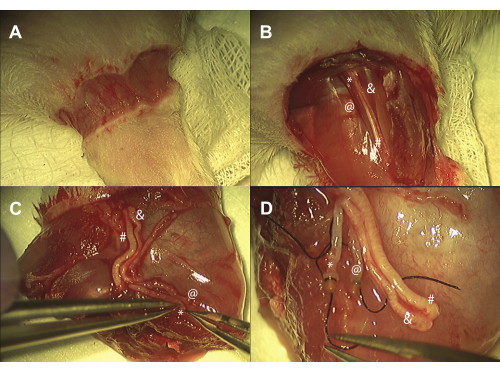 figure-results-1 Surgical procedure on rodent heart, suture technique, cardiac repair, surgical techniques.