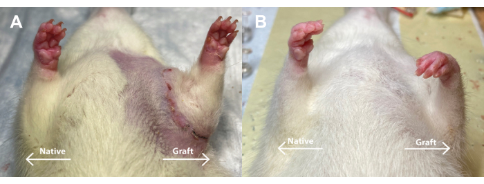figure-results-3 Rat limb graft comparison; A and B show post-surgery healing stages; experimental result.