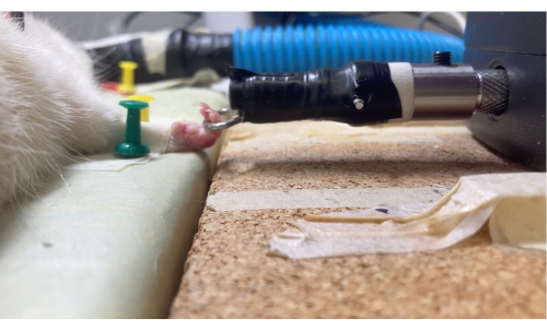 figure-results-7 Rat limb in electrophysiology experiment setup; electrodes attached; nerve stimulation study.