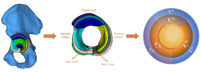 Pelvic anatomy diagram; 3D model; structural layers; column segmentation; anterior, posterior view.