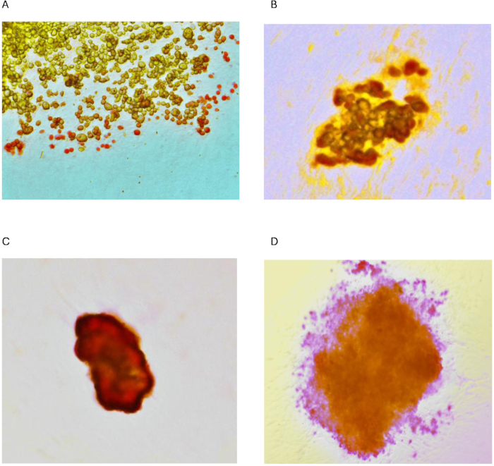 figure-protocol-2 Histological analysis, microscopy images, cell differentiation, biological sample observations.
